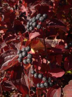 DSC07813.JPG